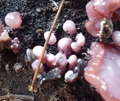 Chondrostereum purpureum