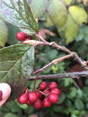 Cotoneaster bullatus