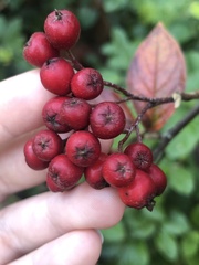 Cotoneaster bullatus