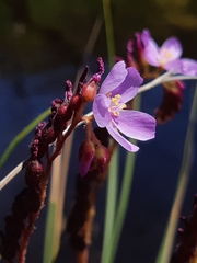 Drosera capensis