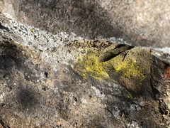 Chrysothrix insulizans