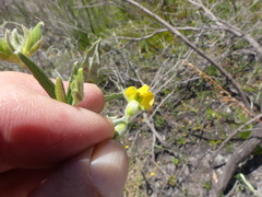 Rhynchosia leucoscias