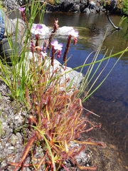 Drosera capensis