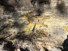 Chrysothrix insulizans