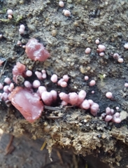 Chondrostereum purpureum