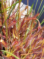 Drosera capensis