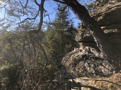 Chrysothrix insulizans