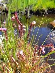 Drosera capensis