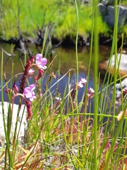 Drosera capensis