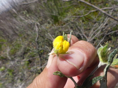 Rhynchosia leucoscias