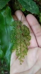 Hymenophyllum punctisorum