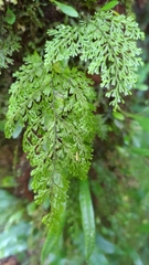 Hymenophyllum punctisorum