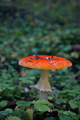 Amanita muscaria
