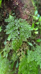 Hymenophyllum punctisorum