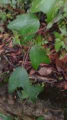 Passiflora bogotensis