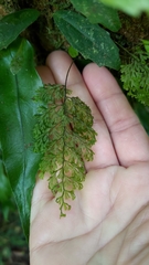 Hymenophyllum punctisorum