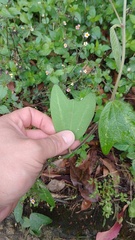 Passiflora bogotensis