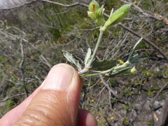 Rhynchosia leucoscias