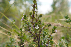 Euphrasia stricta