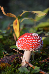 Amanita muscaria