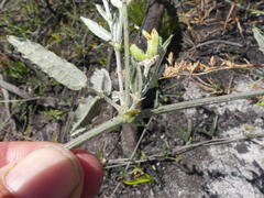 Rhynchosia leucoscias