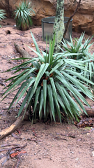 Yucca gloriosa