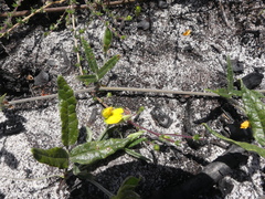 Rhynchosia leucoscias