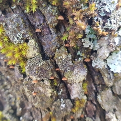 Phaeomarasmius rimulincola