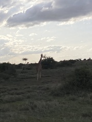 Giraffa camelopardalis