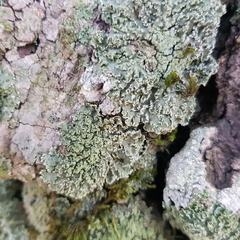 Physconia enteroxantha