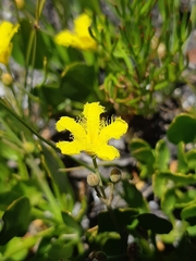Villarsia