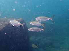 Selar crumenophthalmus
