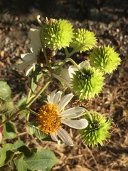 Montanoa grandiflora