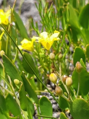 Villarsia
