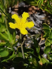 Villarsia