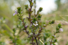 Euphrasia stricta