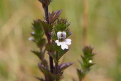 Euphrasia stricta