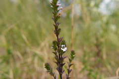 Euphrasia stricta