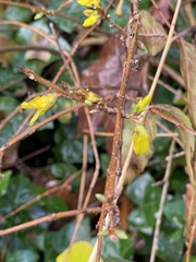 Forsythia