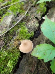 Pluteus seticeps