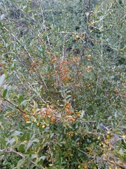 Pyracantha angustifolia