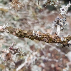 Melanohalea exasperata