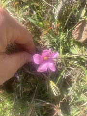 Oxalis hispidula