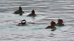 Lophodytes cucullatus