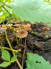 Pluteus seticeps