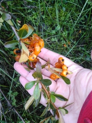 Pyracantha angustifolia