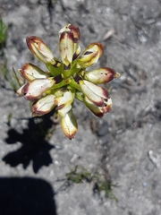 Disa bivalvata