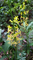 Cephalantheropsis obcordata