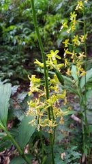 Cephalantheropsis obcordata