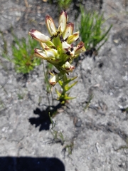Disa bivalvata